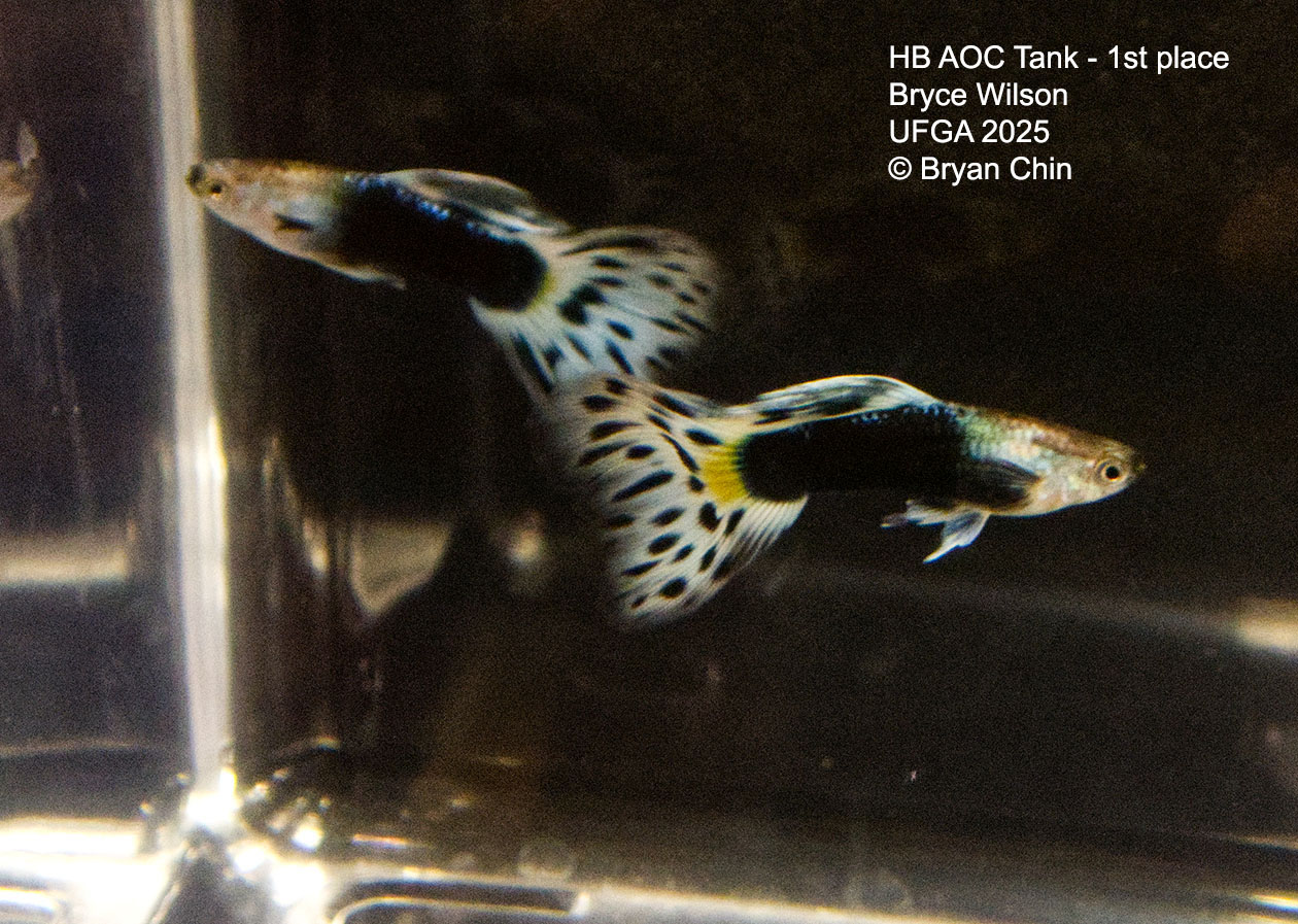 Guppy HB Bicolor